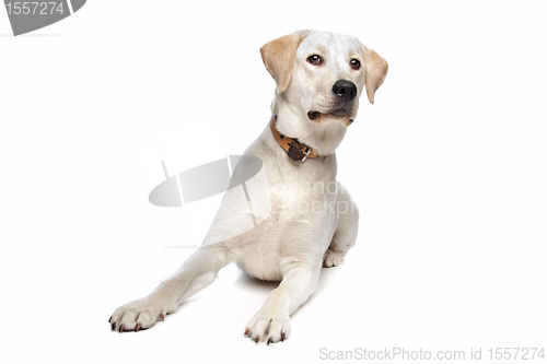 Image of Labrador retriever