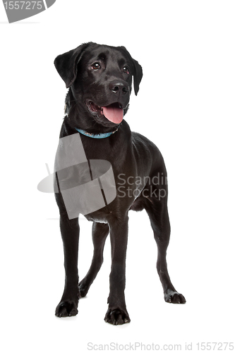 Image of Labrador retriever