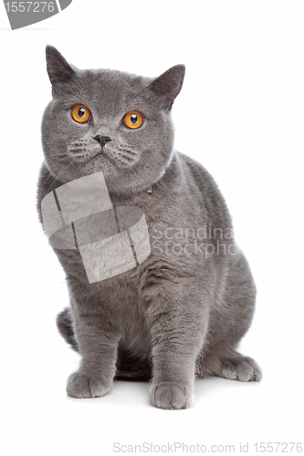 Image of blue British Shorthair cat