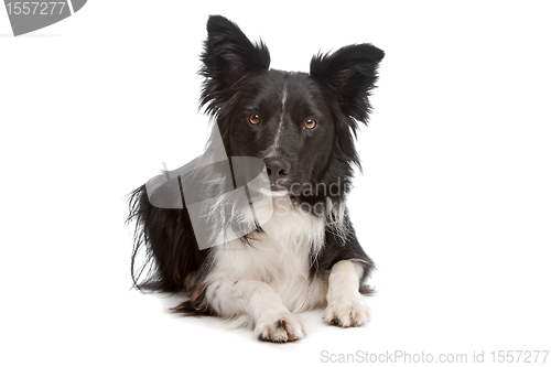 Image of Border Collie