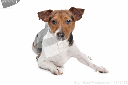 Image of Jack Russel Terrier dog