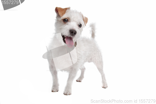 Image of Jack Russel Terrier dog