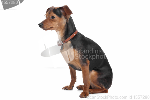 Image of Miniature Pinscher