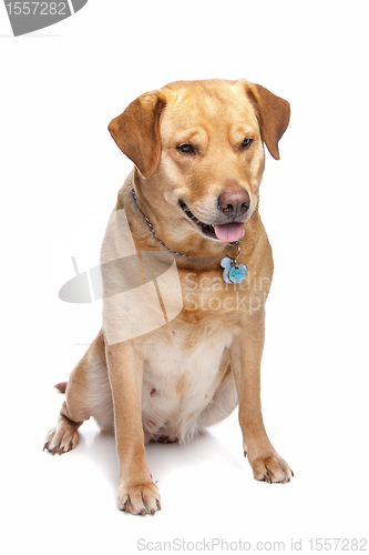 Image of Labrador retriever