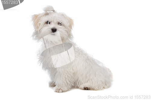 Image of white maltese dog