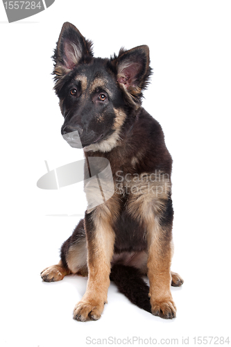 Image of German Shepherd puppy