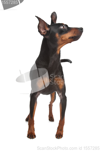 Image of Miniature Pinscher