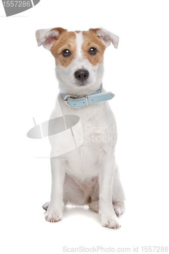 Image of Jack Russel Terrier dog