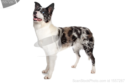 Image of Border Collie sheepdog