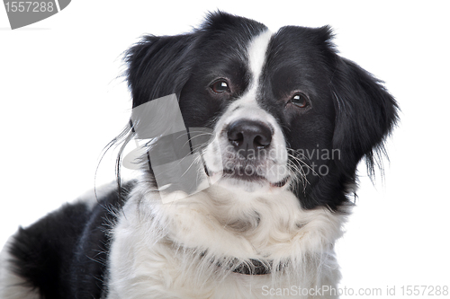 Image of Border Collie