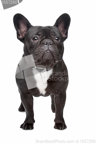 Image of French Bulldog