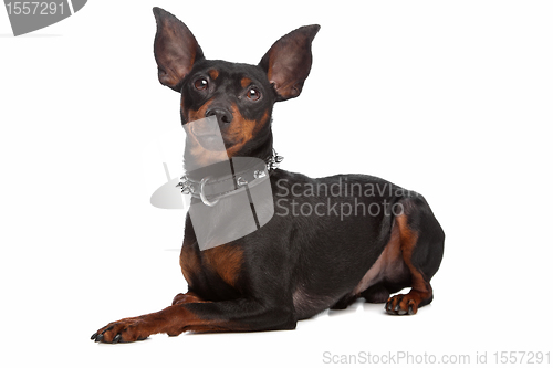 Image of Miniature Pinscher