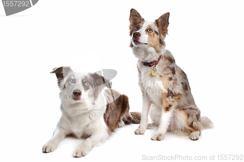 Image of two border collie dogs