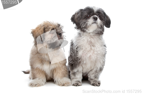 Image of Lhaso apso and a shih tzu