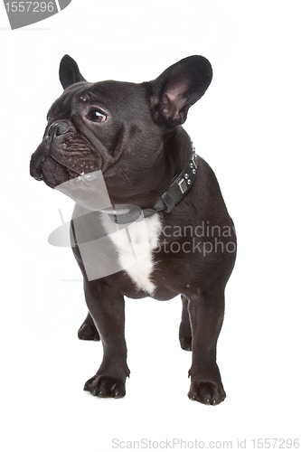 Image of French Bulldog