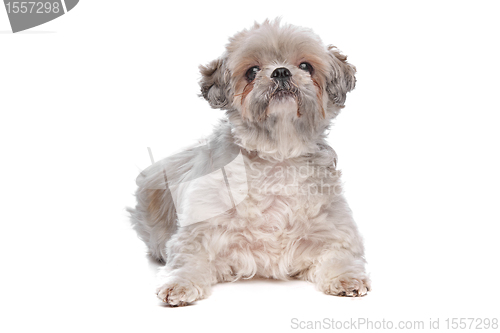 Image of Shih Tzu