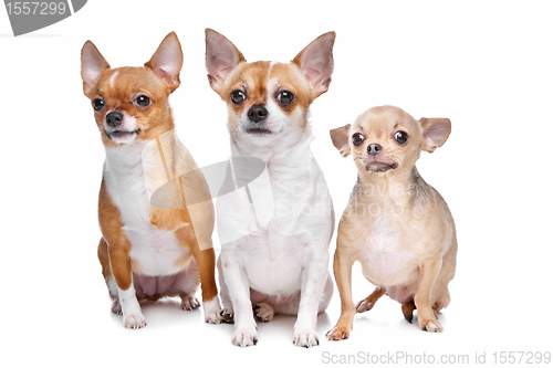 Image of three chihuahua dogs