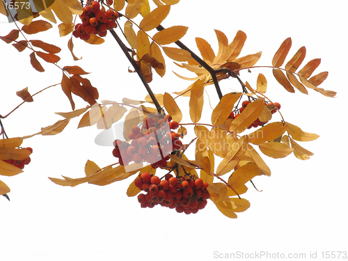 Image of Autumn ashberry