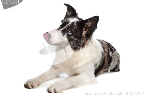 Image of Border Collie sheepdog