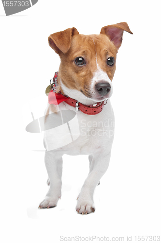 Image of Jack Russel Terrier dog