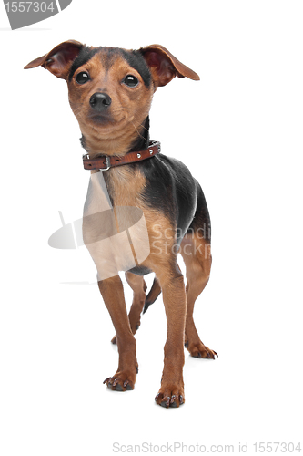 Image of Miniature Pinscher