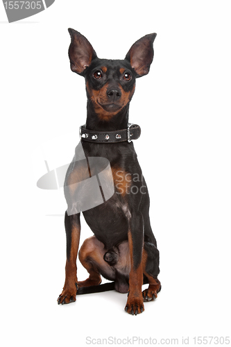 Image of Miniature Pinscher