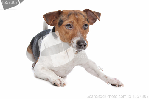 Image of Jack Russel Terrier dog