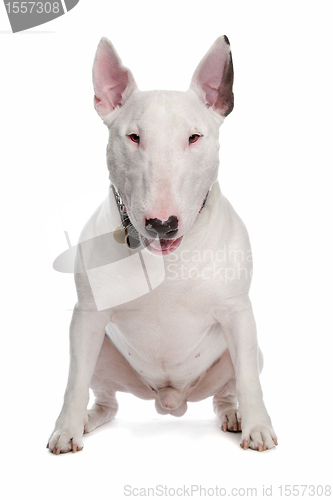 Image of bull terrier