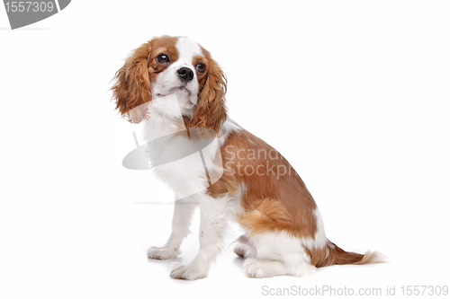 Image of Cavalier King Charles Spaniel