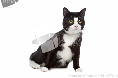 Image of black and white cat