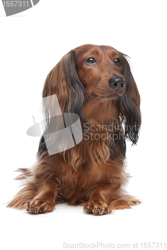 Image of standard long haired Dachshund