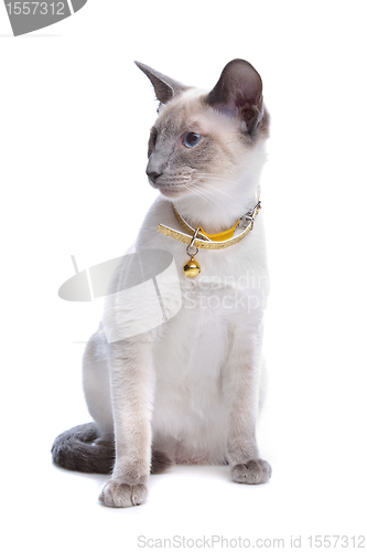 Image of Siamese cat