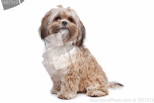 Image of boomer, mixed breed dog