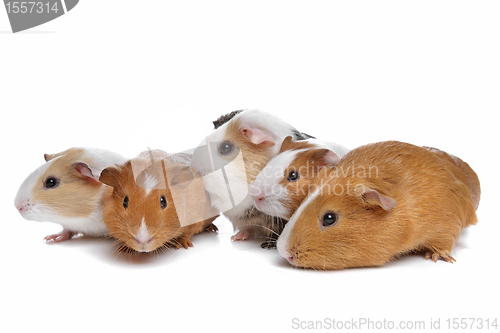 Image of five guinea pigs