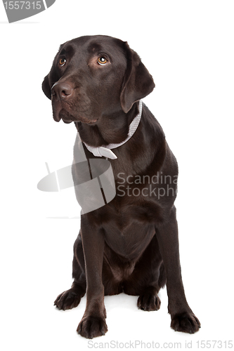 Image of Labrador retriever