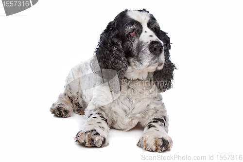 Image of English Cocker Spaniel