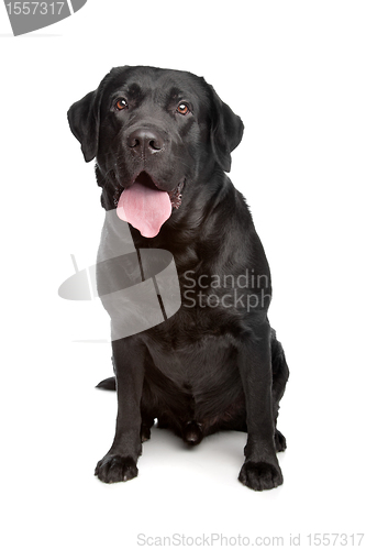 Image of Labrador retriever