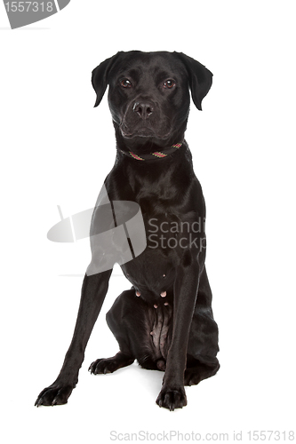 Image of mixed breed black dog