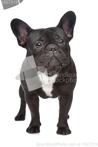 Image of French Bulldog