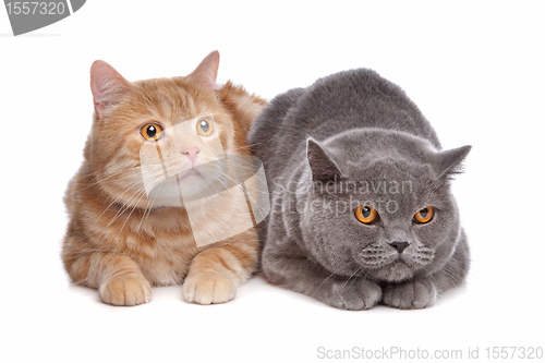 Image of blue British Shorthair and a red maine coon cat