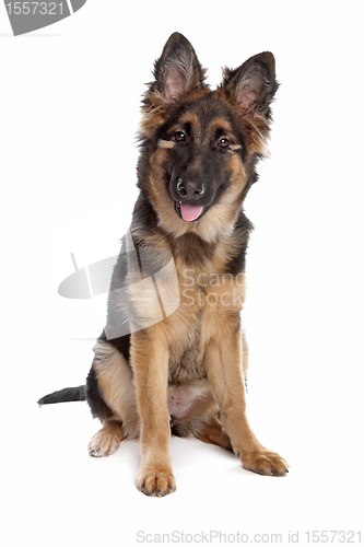 Image of German Shepherd puppy