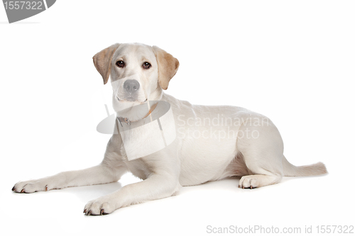 Image of Labrador retriever