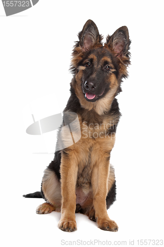 Image of German Shepherd puppy