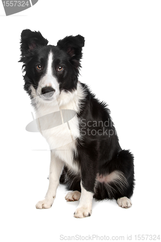 Image of Border Collie