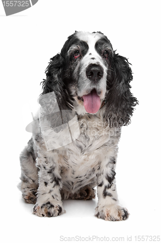 Image of English Cocker Spaniel