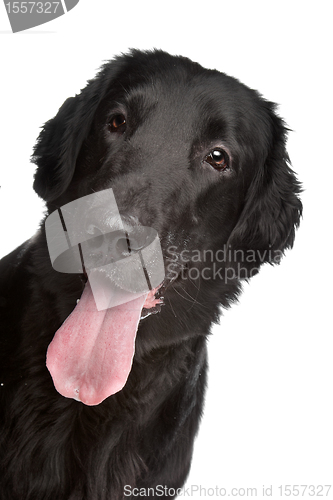 Image of Flat-Coated Retriever