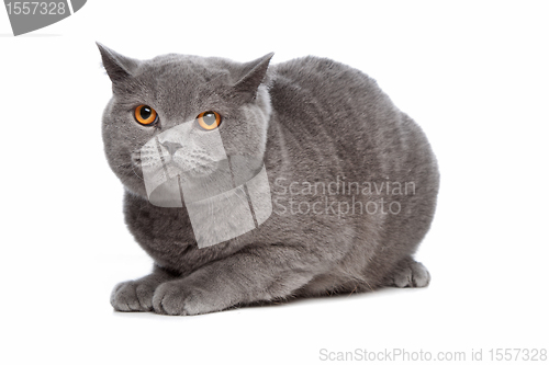 Image of blue British Shorthair cat