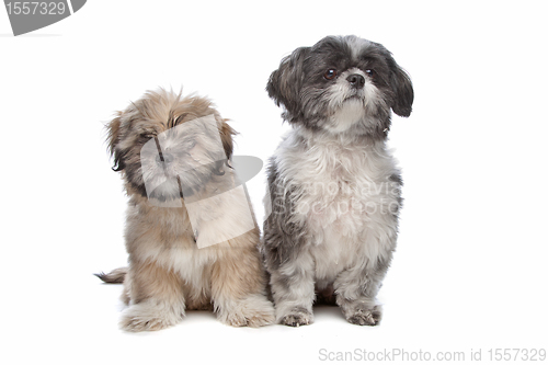 Image of Lhaso apso and a shih tzu