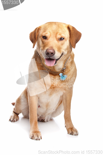 Image of Labrador retriever