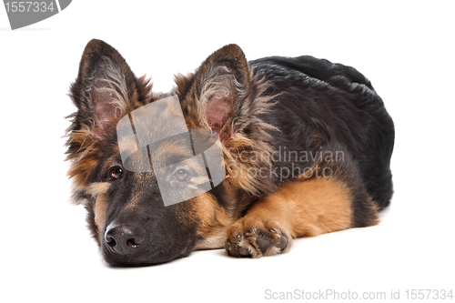 Image of German Shepherd puppy